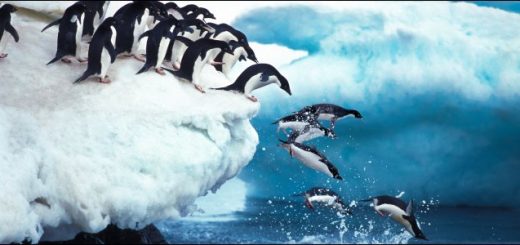 Как установить Linux пингвины